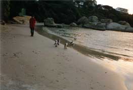 Penguins on the Human beach - countrybagging.com